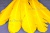 Декоративный Пучок из перьев, перо 23см/желтый - купить в Великих Луках. Цена: 12.19 руб.