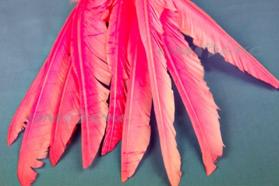 Декоративный Пучок из перьев, перо 25см/розовый - купить в Великих Луках. Цена: 14.40 руб.