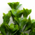 Трава искусственная -1, шт (эвкалипт лист 32 см/8 см)				 - купить в Великих Луках. Цена: 169.93 руб.