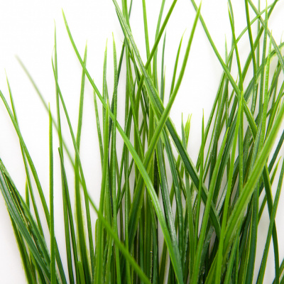 Трава искусственная -4, шт  (осока 50 см/8 см  7 листов)				 - купить в Великих Луках. Цена: 130.73 руб.